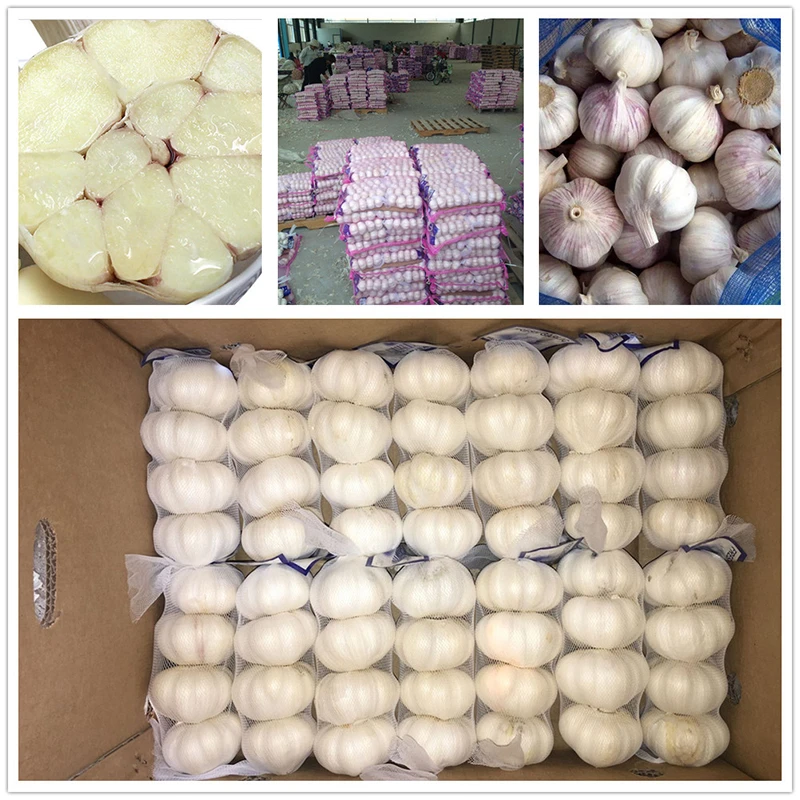 Orgnic Red Garlic In Bulk Orgnic Red Garlic In Bulk